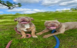 American Bully dogs for sale: Diamond - Image 8