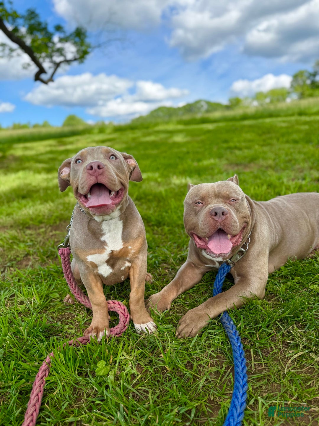 American Bully dogs for sale: Diamond - Image 8