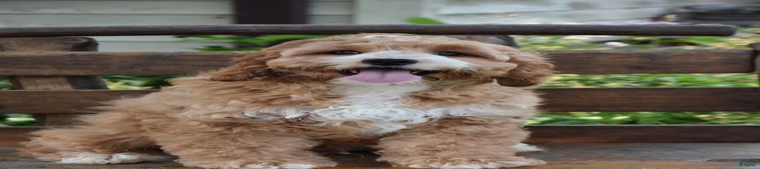 Greg