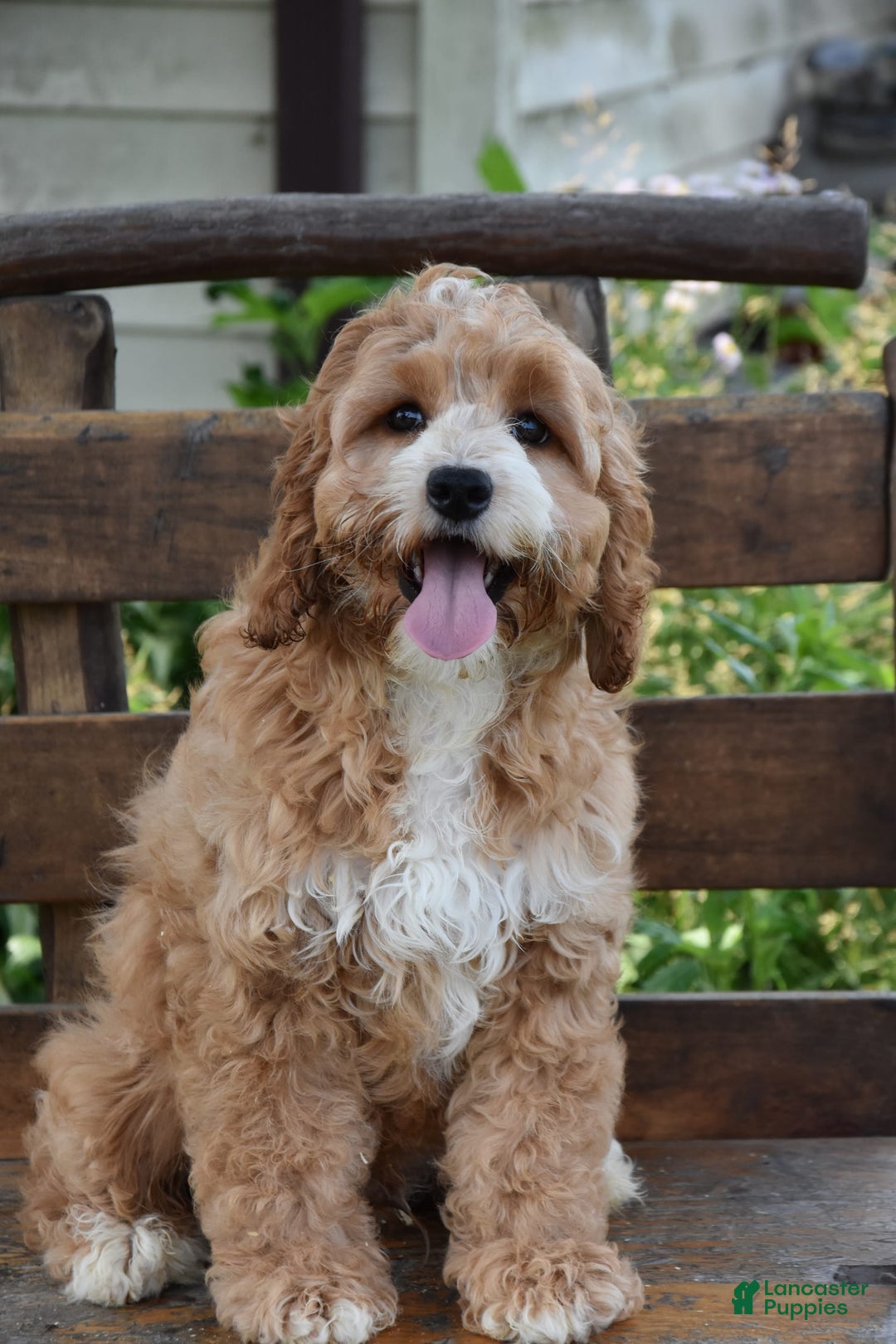 Cockapoo dogs for sale: Cockapoo 4 puppies - Image 3