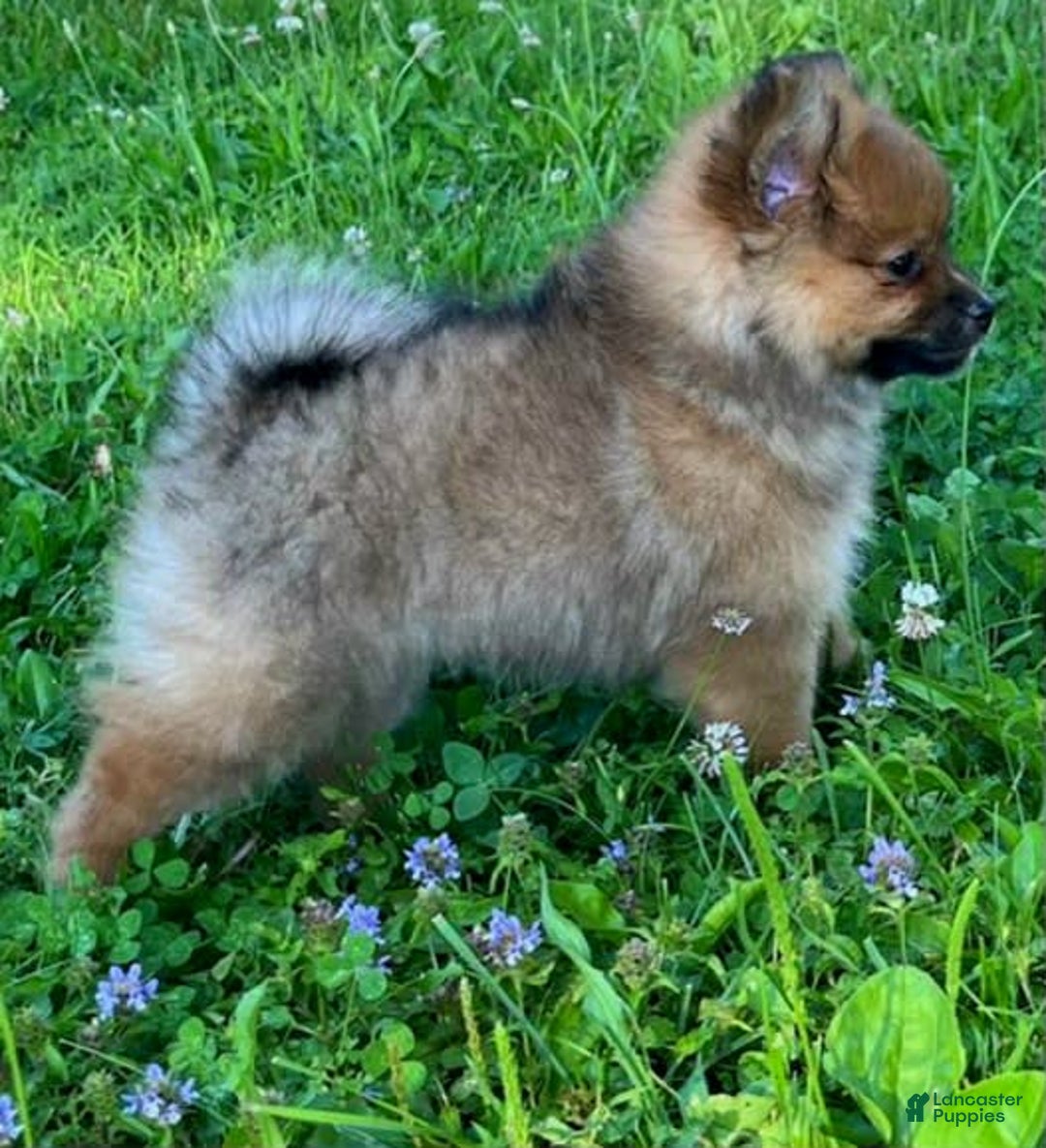 Pomeranian dogs for sale: Andi - Image 5