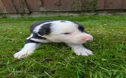 Border Collie dogs for sale: Rex - Image 3