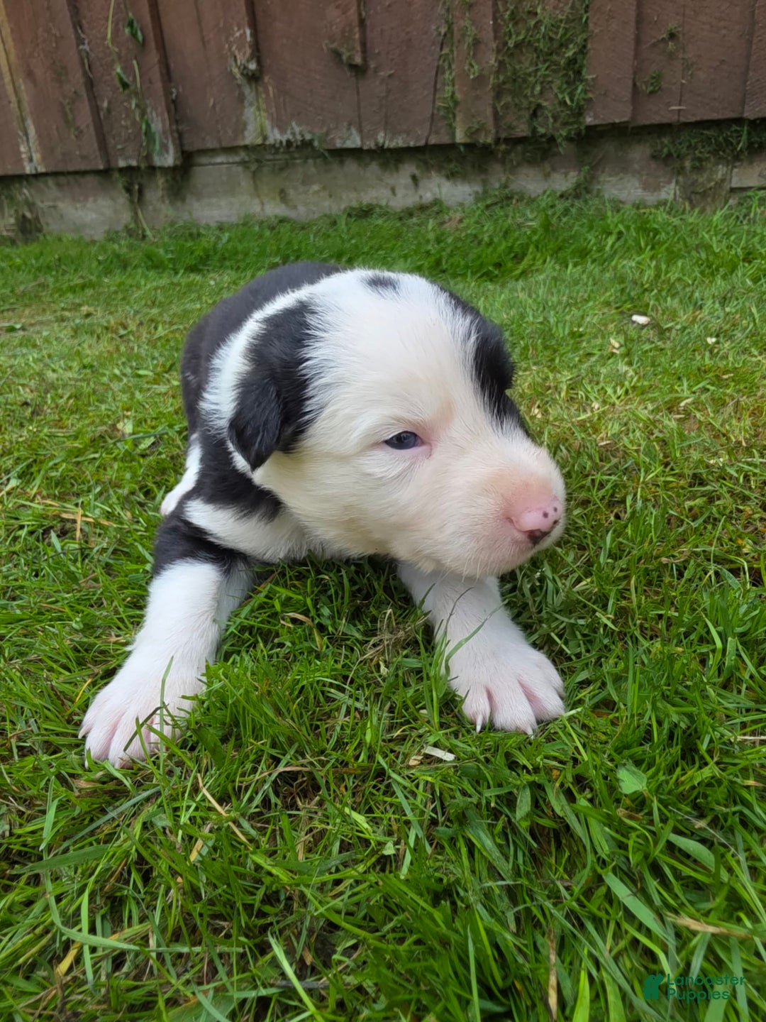 Border Collie dogs for sale: Rex - Image 3