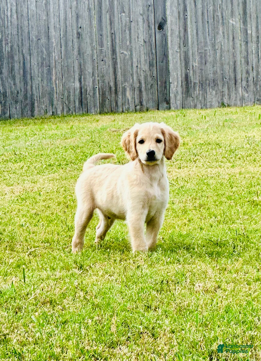 Goldendoodle dogs for sale: Ares - Image 1