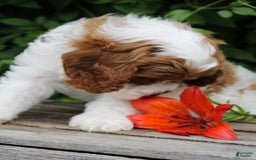 Cavapoo dogs for sale: Cavapoo 5 puppies - Image 16