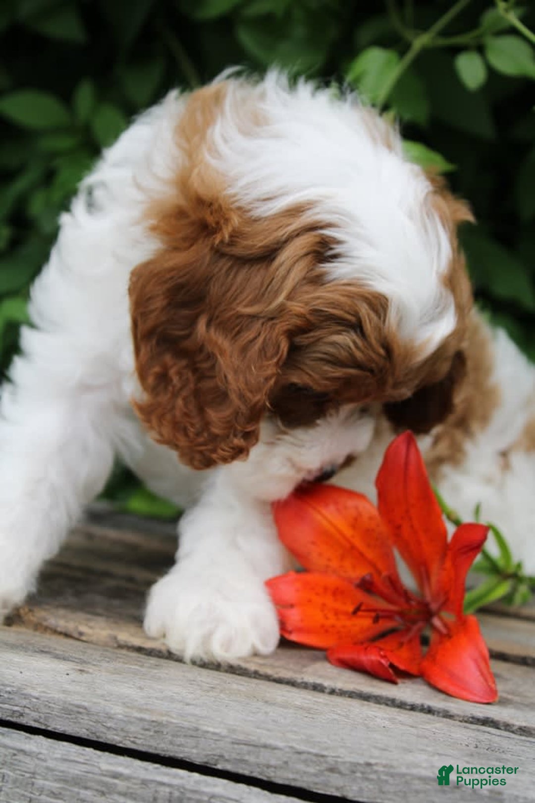 Cavapoo dogs for sale: Cavapoo 5 puppies - Image 16