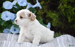 Cavapoo dogs for sale: Mariah - Image 2