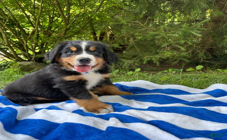 Bernese Mountain Dog dogs - Advert 28