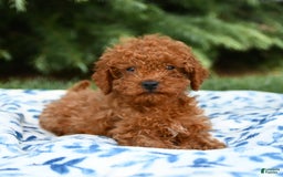 Mini Goldendoodle dogs for sale: Georgia - Image 8