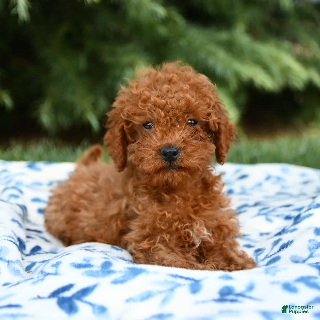 Mini Goldendoodle dogs for sale: Georgia - Image 8