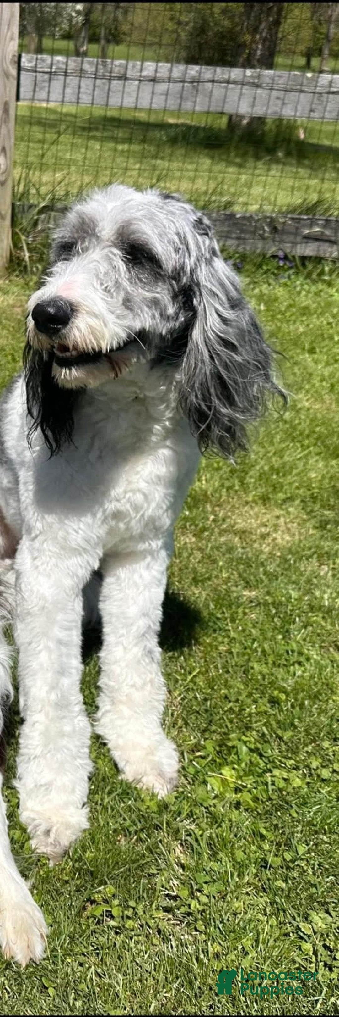 Aussiedoodle dogs for sale: Ivy - Image 3