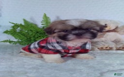 Shih Tzu dogs for sale: Hunter - Image 10