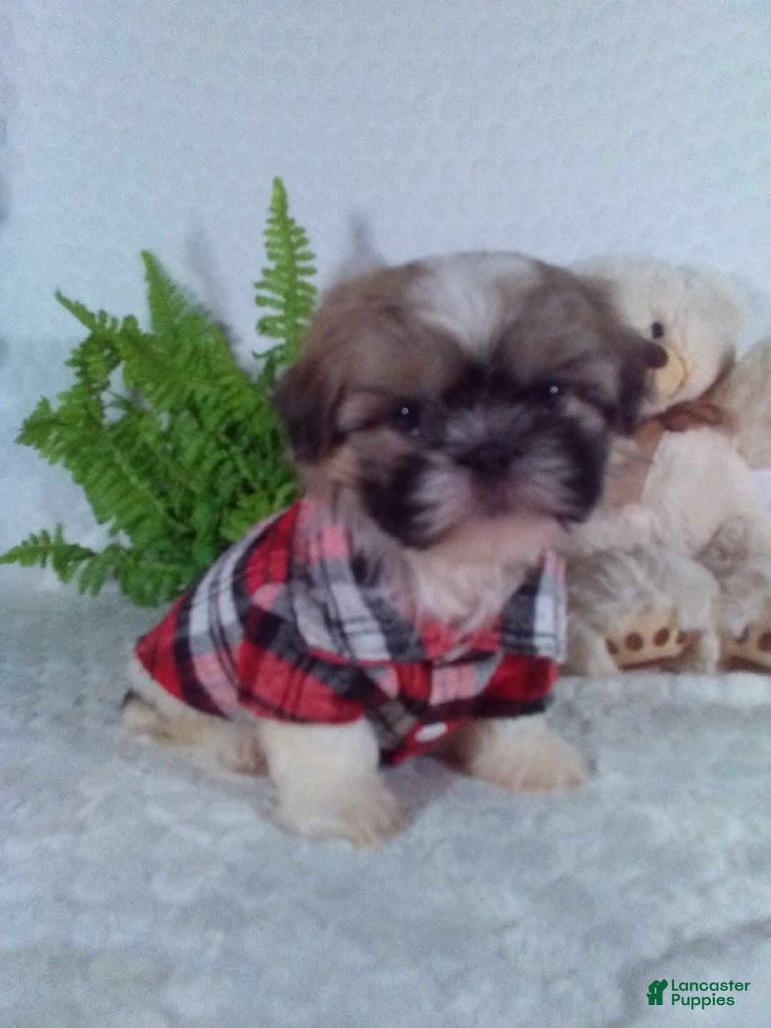 Shih Tzu dogs for sale: Hunter - Image 10