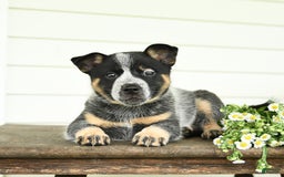 Australian Cattle Dog dogs for sale: Muffin - Image 1