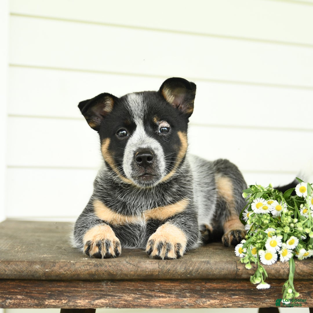 Australian Cattle Dog dogs for sale: Muffin - Image 1