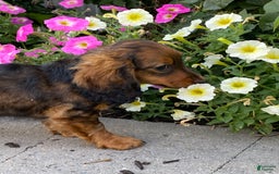 Dachshund dogs for sale: Dora - Image 11
