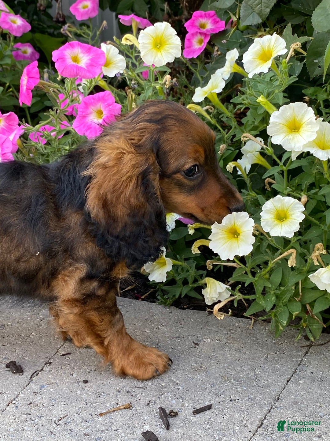 Dachshund dogs for sale: Dora - Image 11