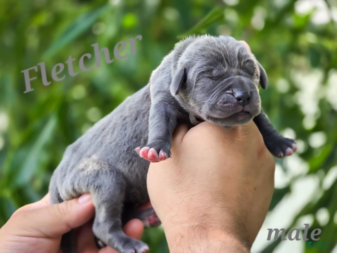 Great Dane dogs for sale: Fletcher - Image 2