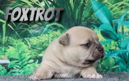 American Bully dogs for sale: Foxtrot - Image 7
