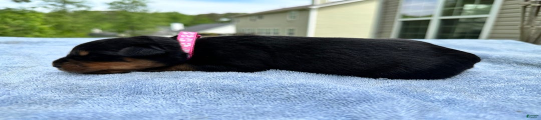 Violet Collar