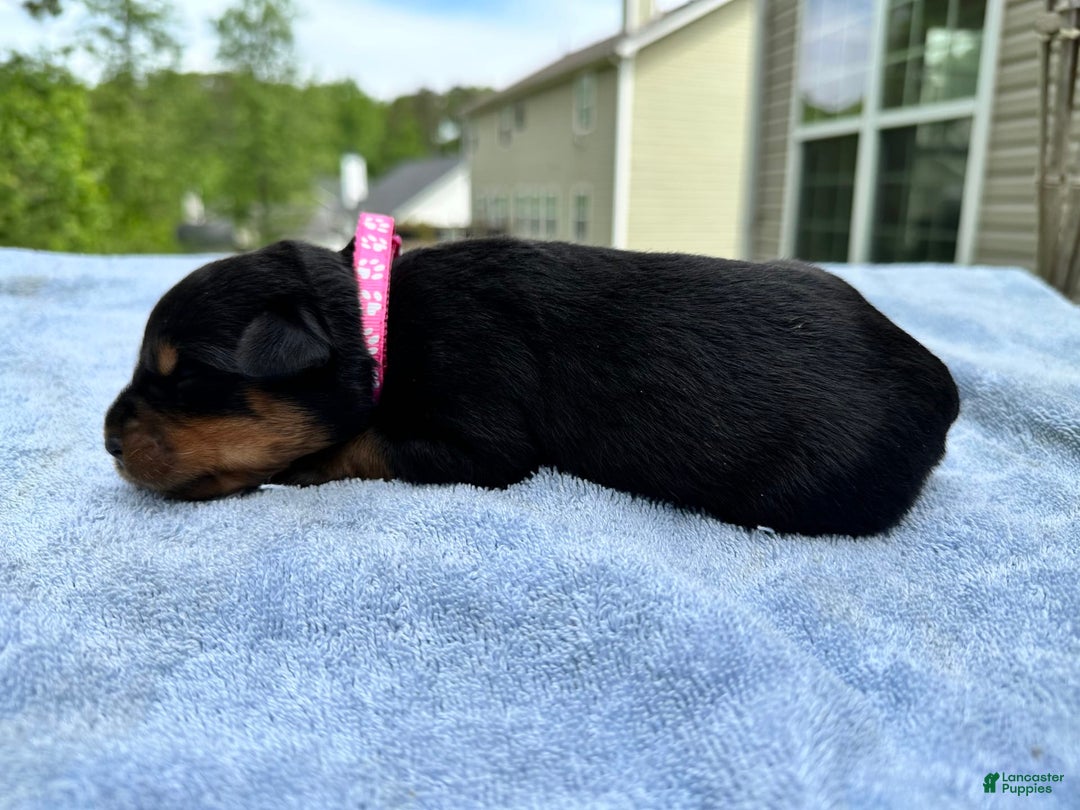 Rottweiler dogs for sale: Violet Collar - Image 1