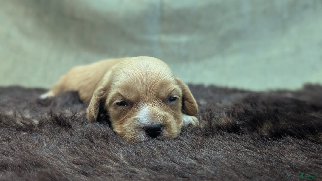 Cockapoo dogs for sale: Ruffnut - Image 11