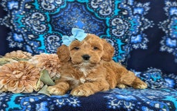 Cockapoo dogs for sale: Dustee - Image 7