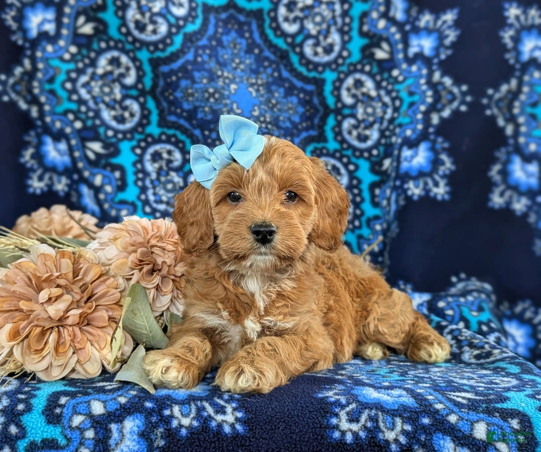 Cockapoo dogs for sale: Dustee - Image 7
