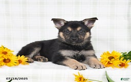 German Shepherd dogs for sale: Krista - Image 4