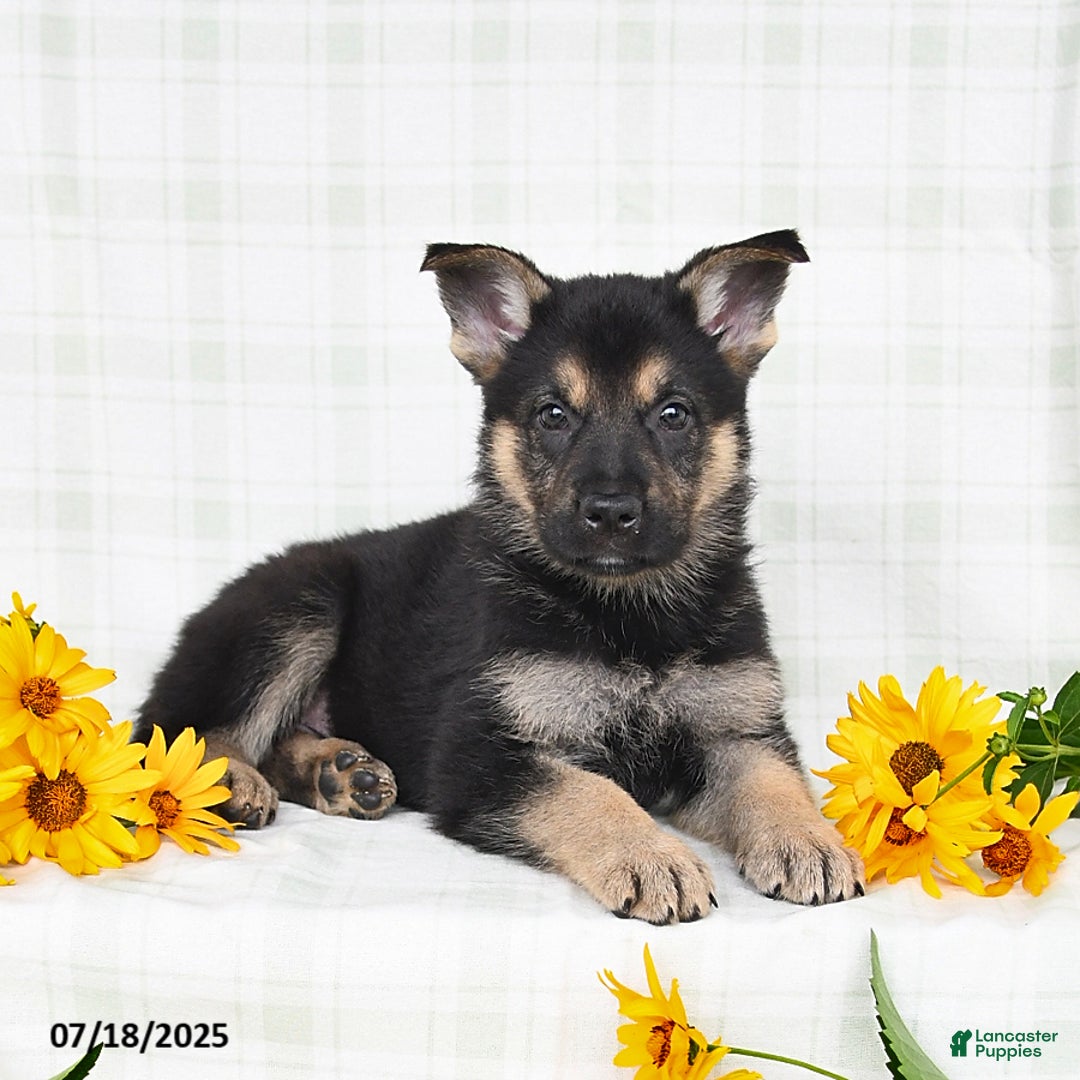 German Shepherd dogs for sale: Krista - Image 4