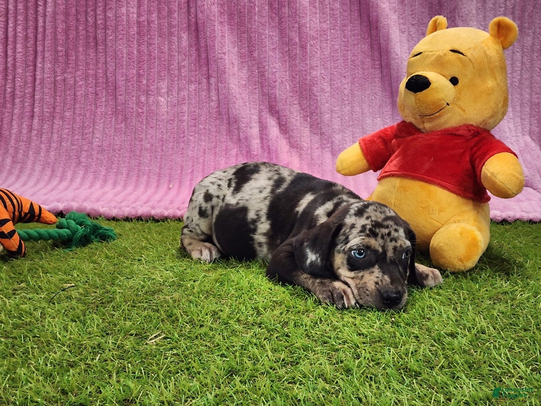 Catahoula Leopard Dog dogs for sale: Duchess 2025 Female 3 - Image 5