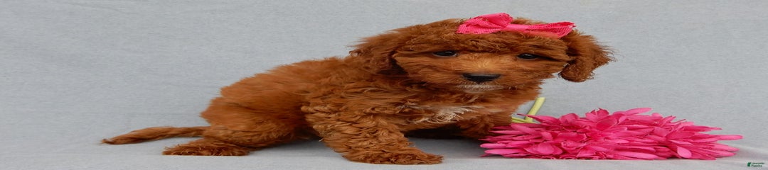 Betsie