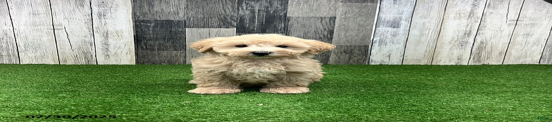 Max