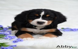 Bernese Mountain Dog dogs for sale: Abby - Image 3