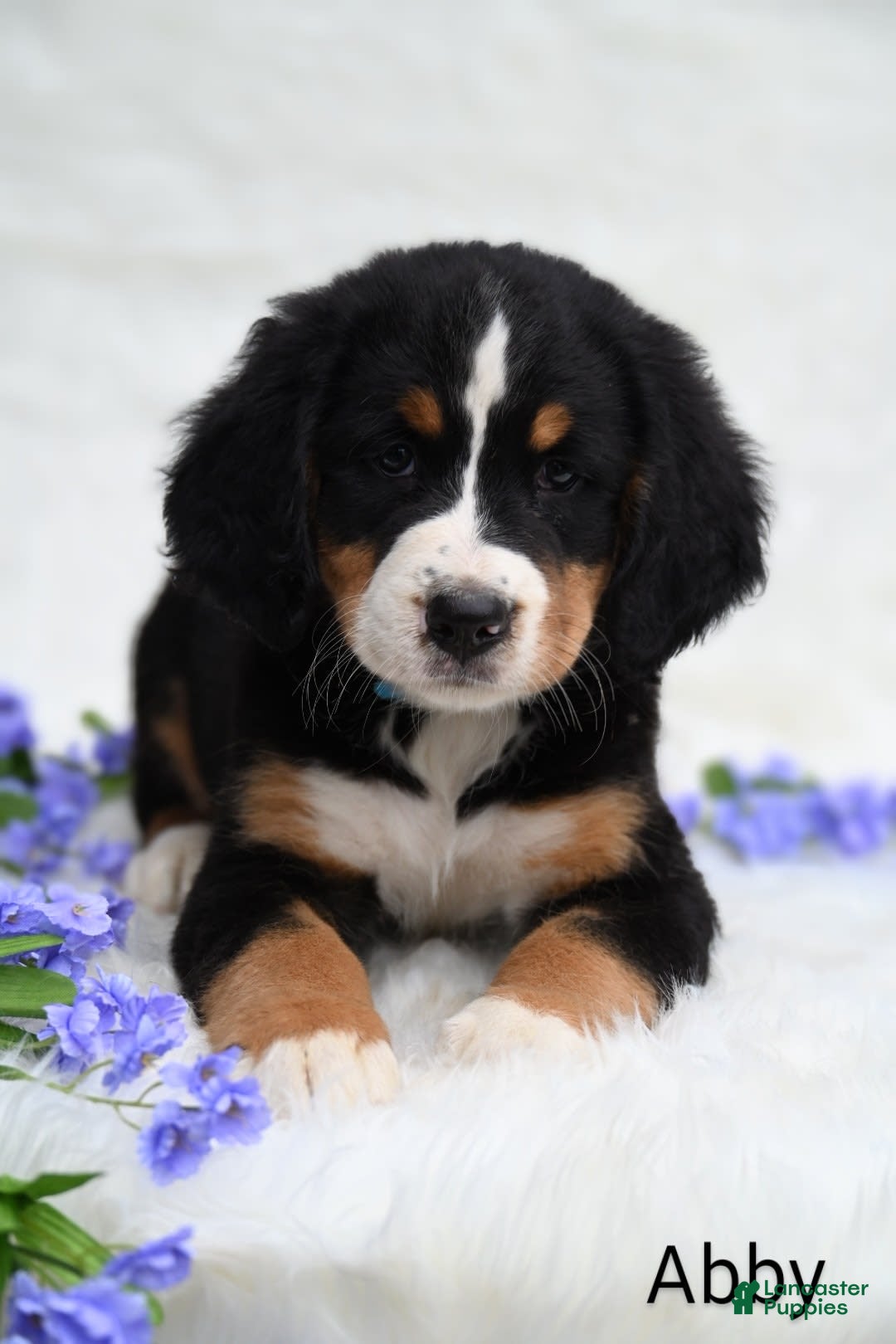 Bernese Mountain Dog dogs for sale: Abby - Image 3