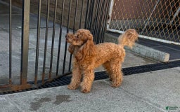 Maltipoo dogs for sale: Sally - Image 6