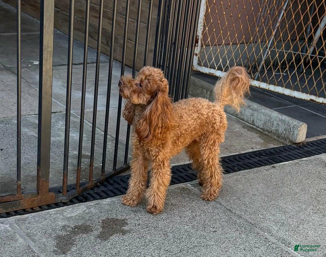 Maltipoo dogs for sale: Sally - Image 6