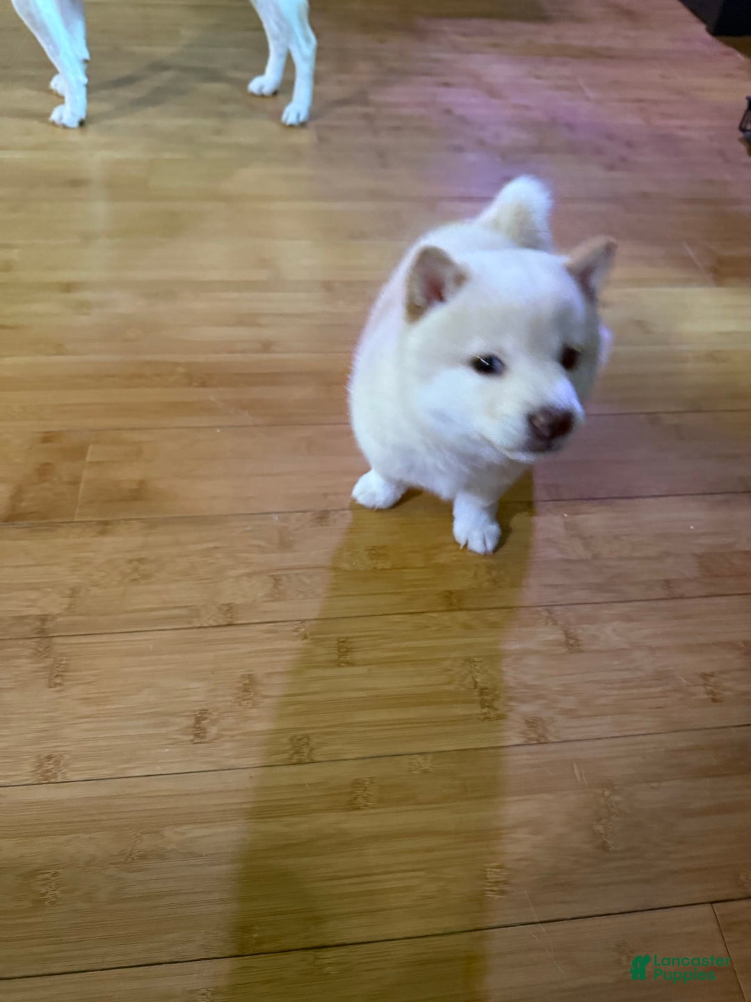 Shiba Inu dogs for sale: Jodi - Image 3