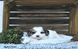 Cavapoo dogs for sale: Cavapoo 5 puppies - Image 1