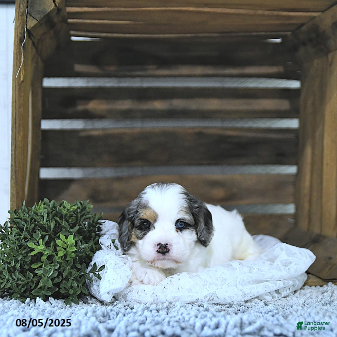 Cavapoo dogs for sale: Cavapoo 5 puppies - Image 1