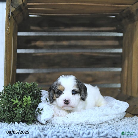 Cavapoo dogs for sale - Ad 2