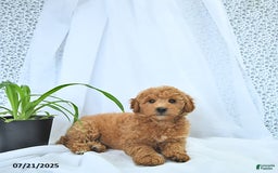 Mini Goldendoodle dogs for sale: Milo - Image 4