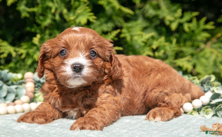 Cavapoo dogs for sale - Ad 2
