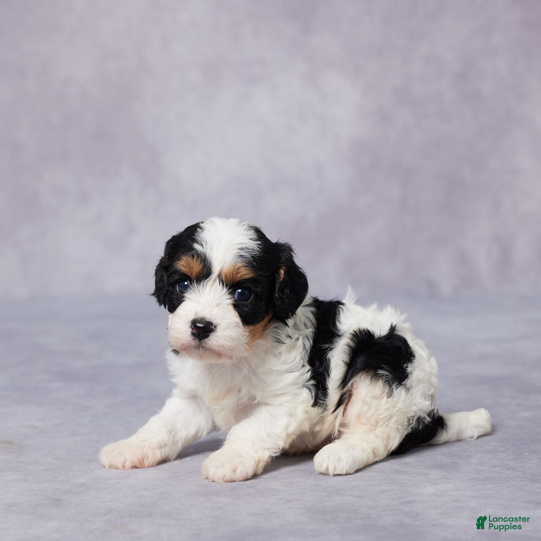 Cavapoo dogs for sale: Cavapoo 2 puppies - Image 1