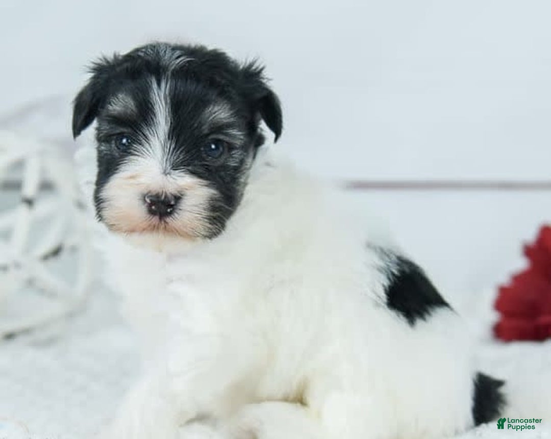 Havanese dogs for sale: Oneal - Image 2