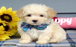Maltipoo dogs for sale: Max - Image 8