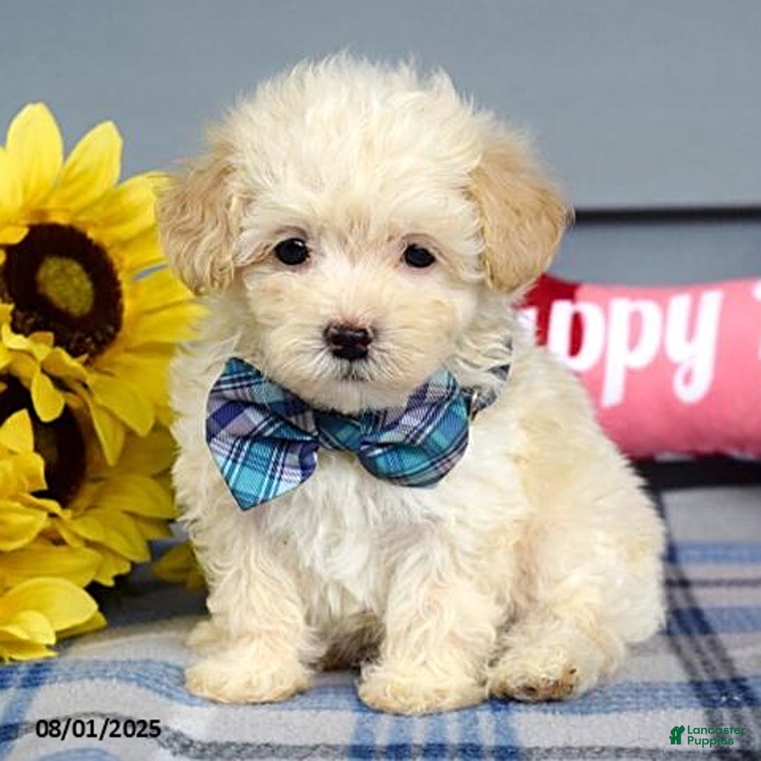 Maltipoo dogs for sale: Max - Image 8