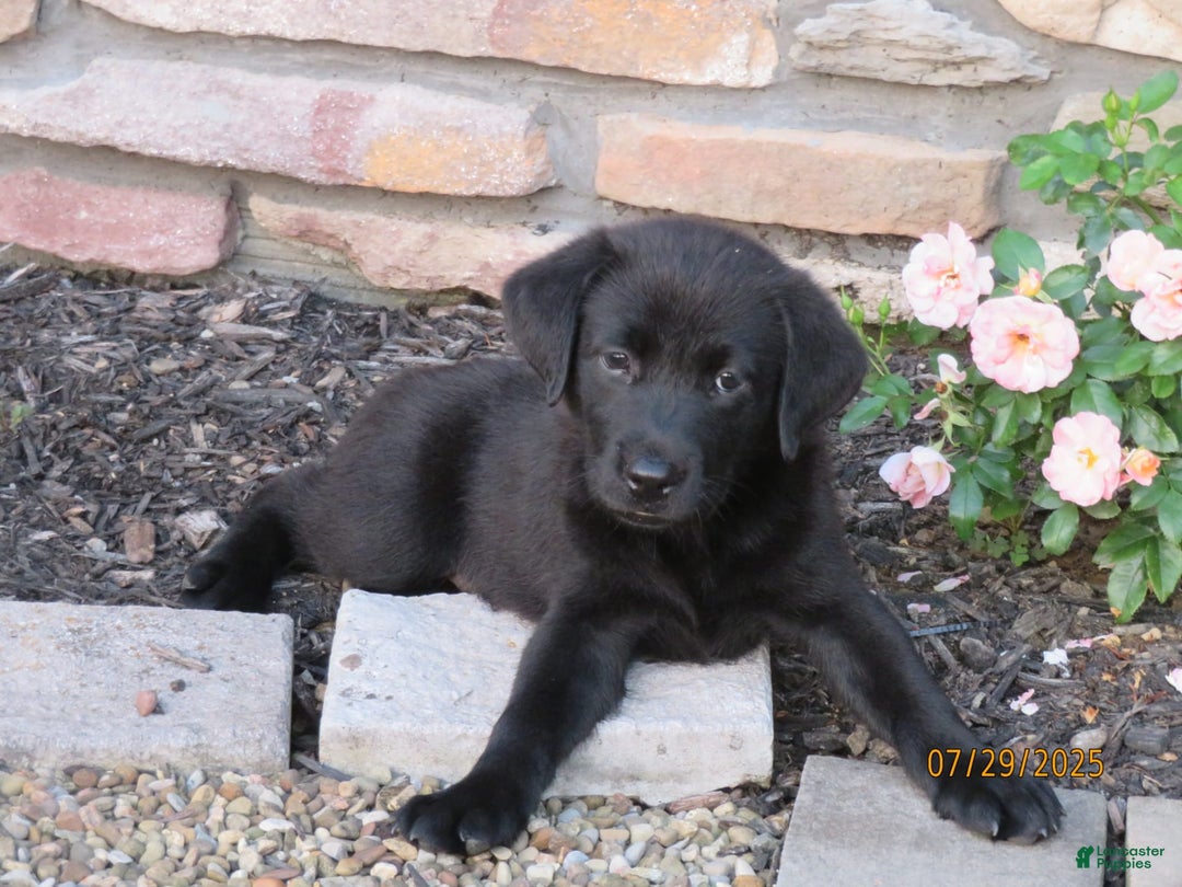 Labrador Retriever dogs for sale: Hunter - Image 5