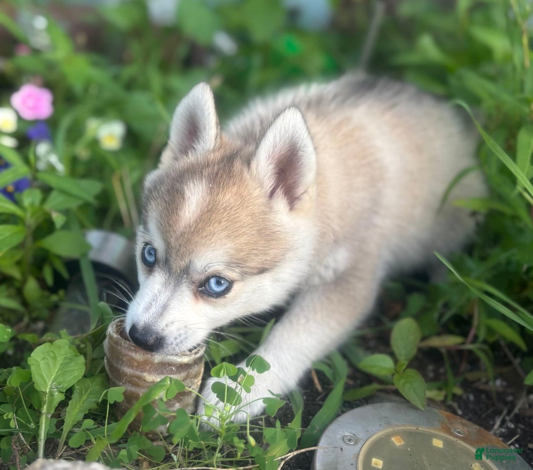 Pomsky dogs for sale: Duke - Image 11