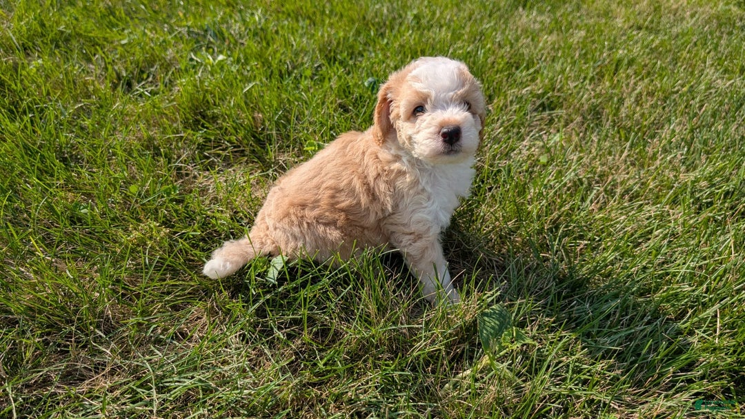 Mini Aussiedoodle dogs for sale: Roscoe - Image 2